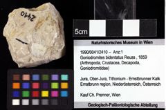 Foto (Objket + Etiketten) von Goniodromites bidentatus (Reuss, 1859) 